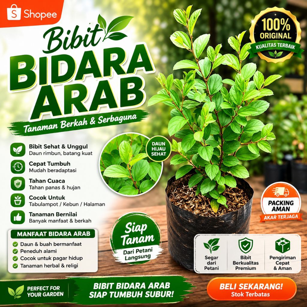 Pohon Bidara Arab~Tanaman Bidara Arab Asli~Bibit Bidara Arab Asli