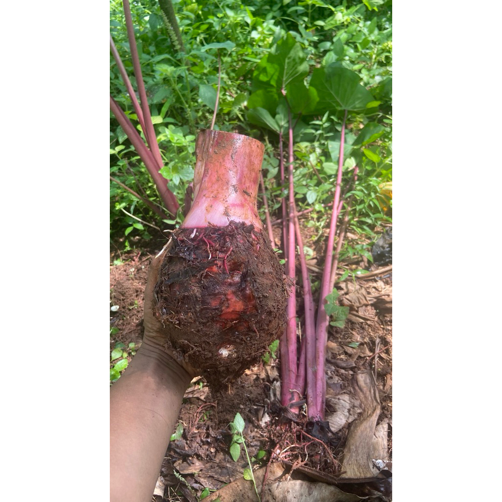 Talas papua / talas bogor / talas beneng / kimpul