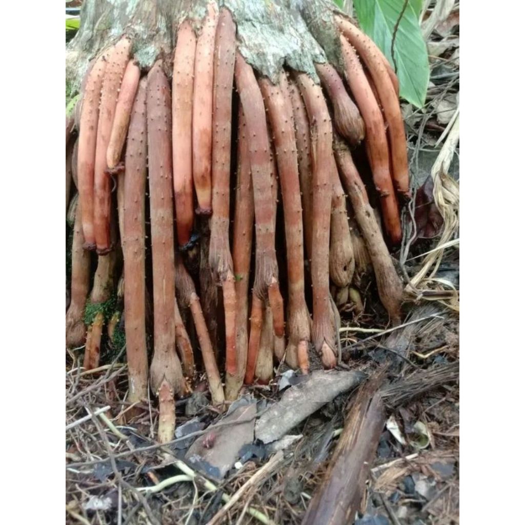 Akar Pinang muda untuk pria | 500 gram akar pinang muda berkhasiat