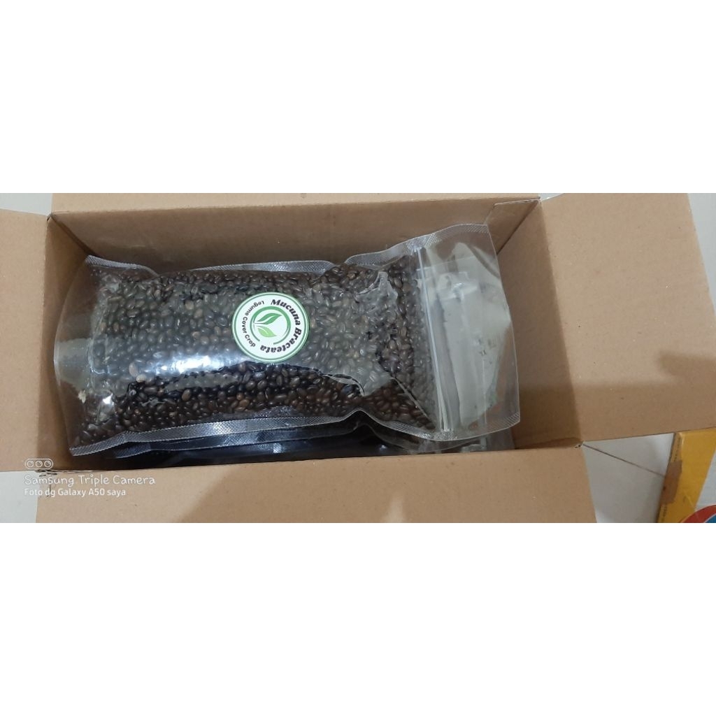 kacangan mucuna bracteata import india