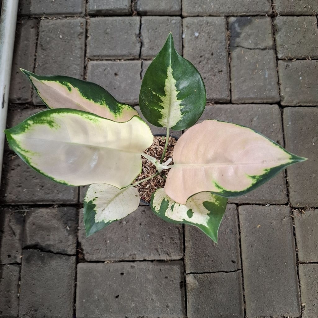 aglonema kochin escada
