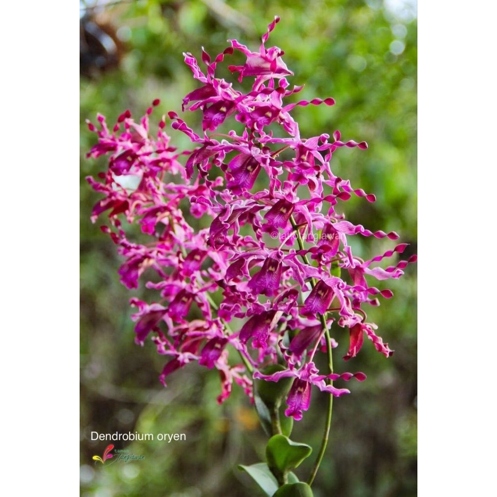 Anggrek Dendrobium Oryen - Anggrek Dendrobium Keriting Remaja