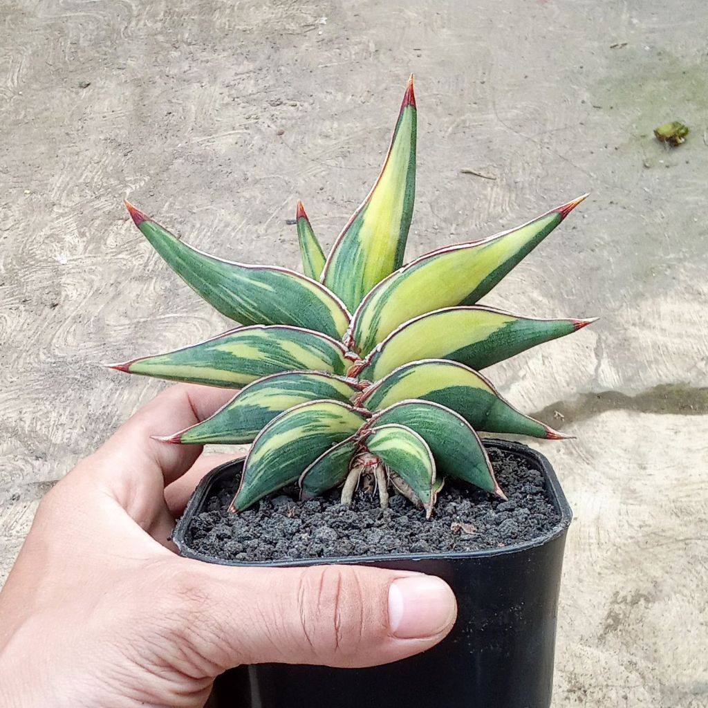 sansevieria rorida dagger varigata