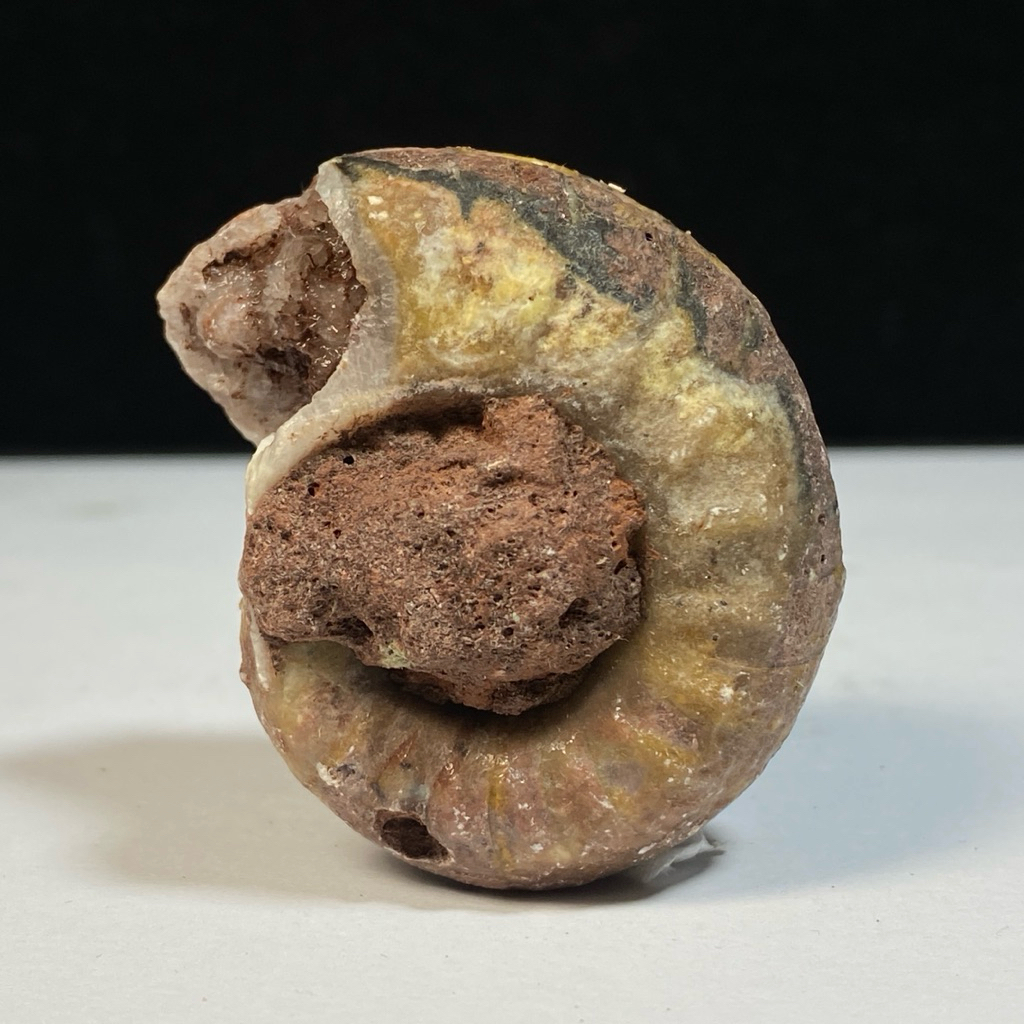 50Gr Fosil Ammonite Multicolor Dragon - Natural Nautilus Ammonite Full Suture Calcite - 3 Color
