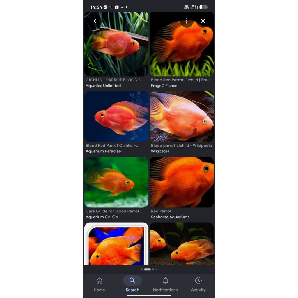 XAW- Ikan red perrot