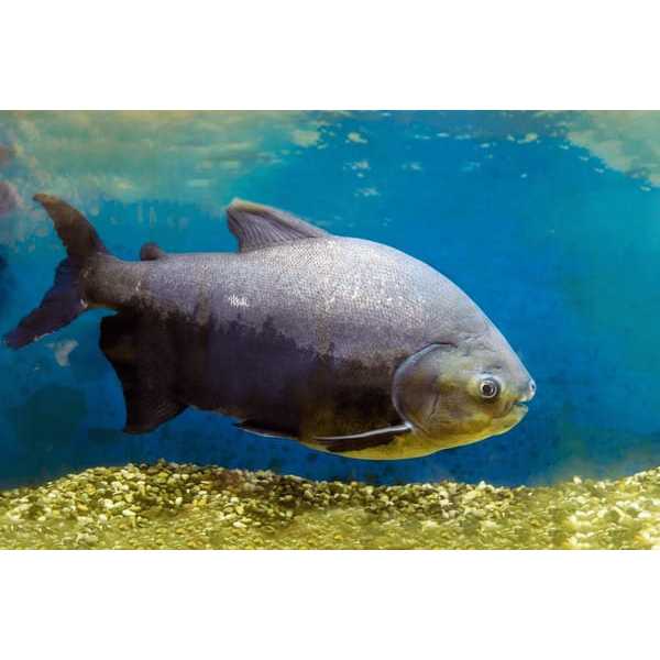 Dekorasi Hiasan Aquarium Black Pacu (KHUSUS INSTAN)