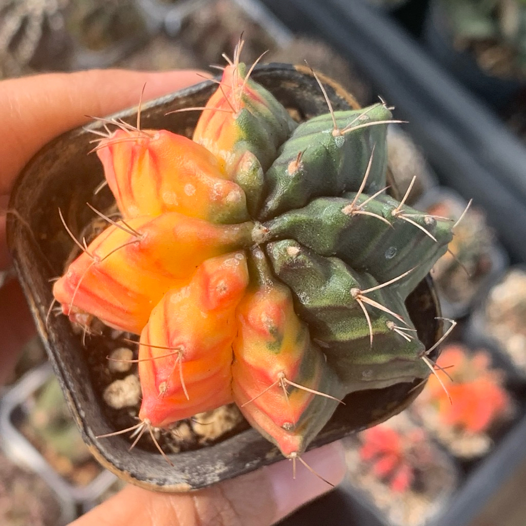 O63 gymno hybrid lb miha var   gymnocalycium mihanovichii mihanovichi kaktus tanaman hias hidup guru