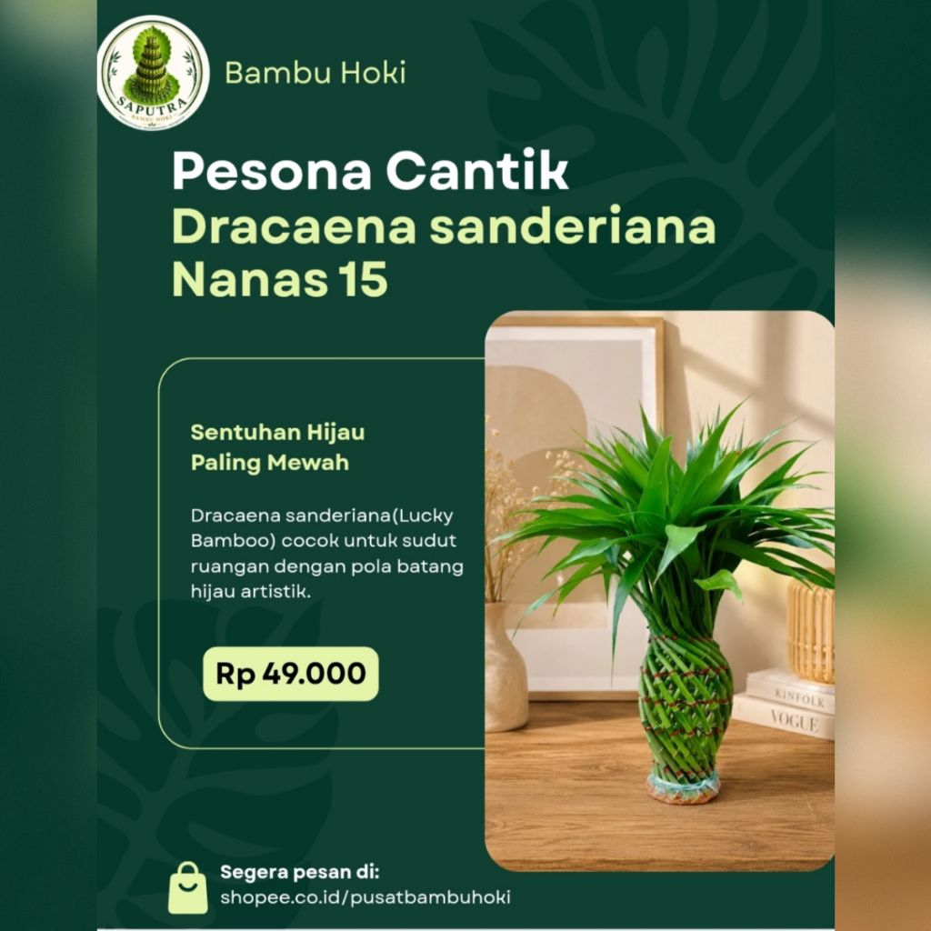 Lucky Bamboo Nanas 15