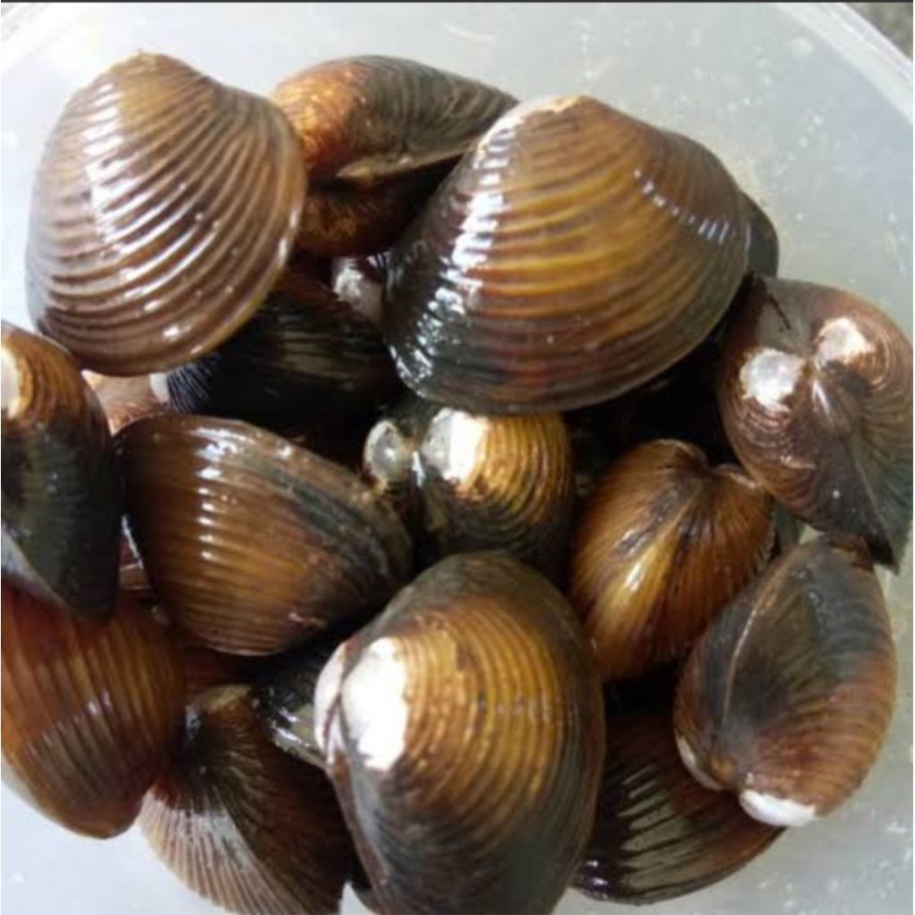 promo Kerang Remis Laya haremis (cece) 500 gr
