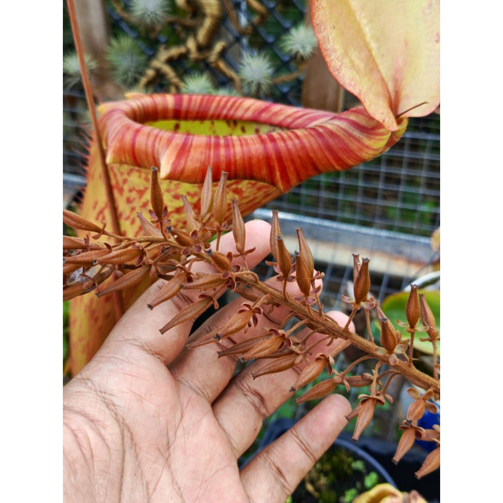 biji kantong semar nepenthes (viking x veitchii) x (kampotiana x northiana)