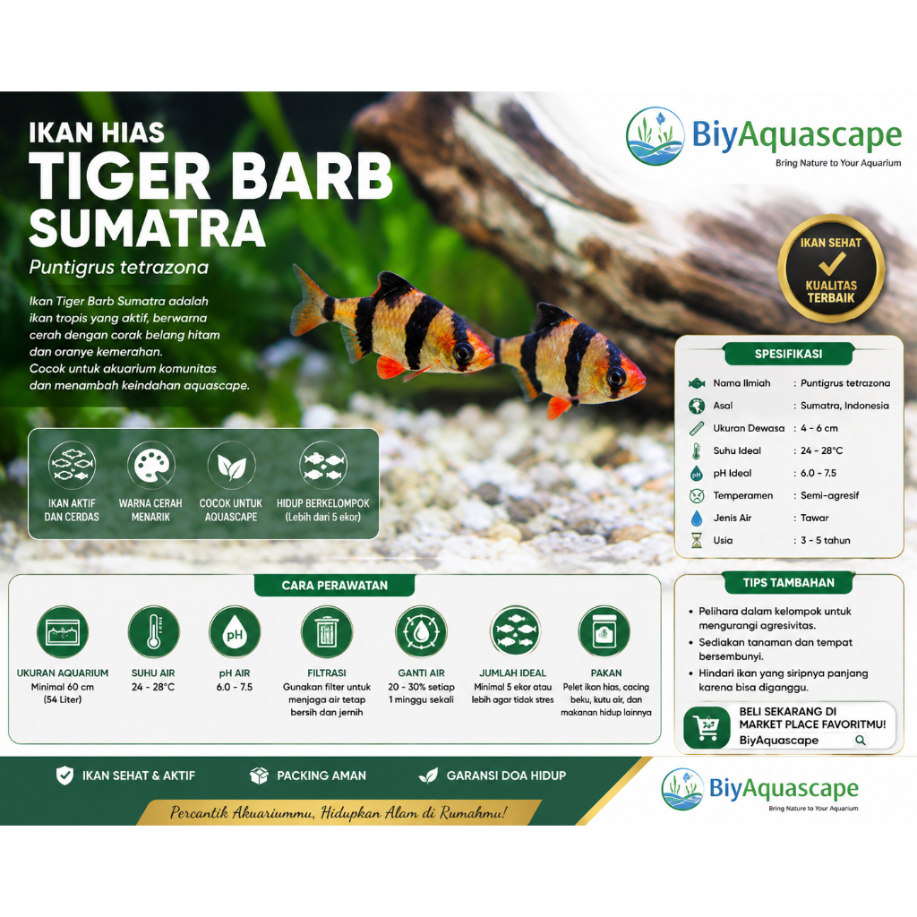 IKAN HIAS TIGER BARB SUMATRA