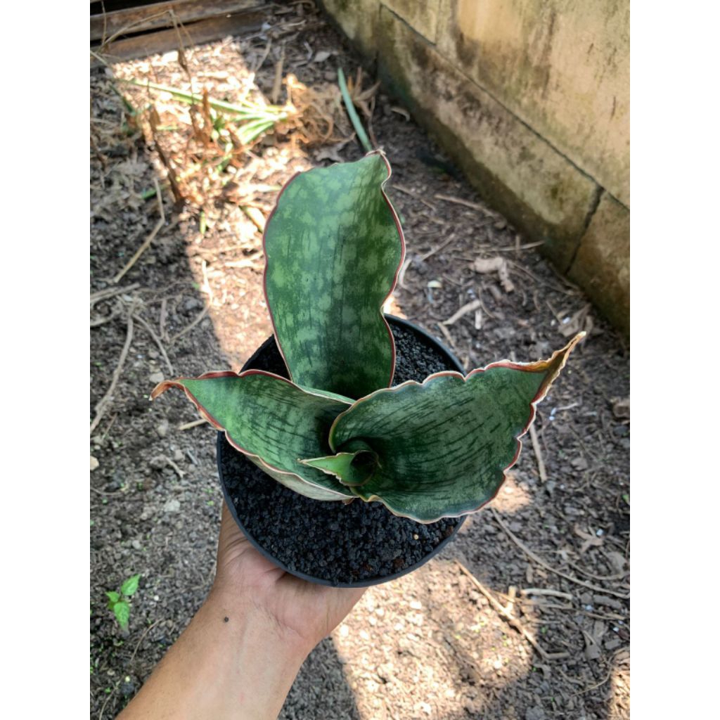 Sansevieria Dragon Series / Dragon Wing