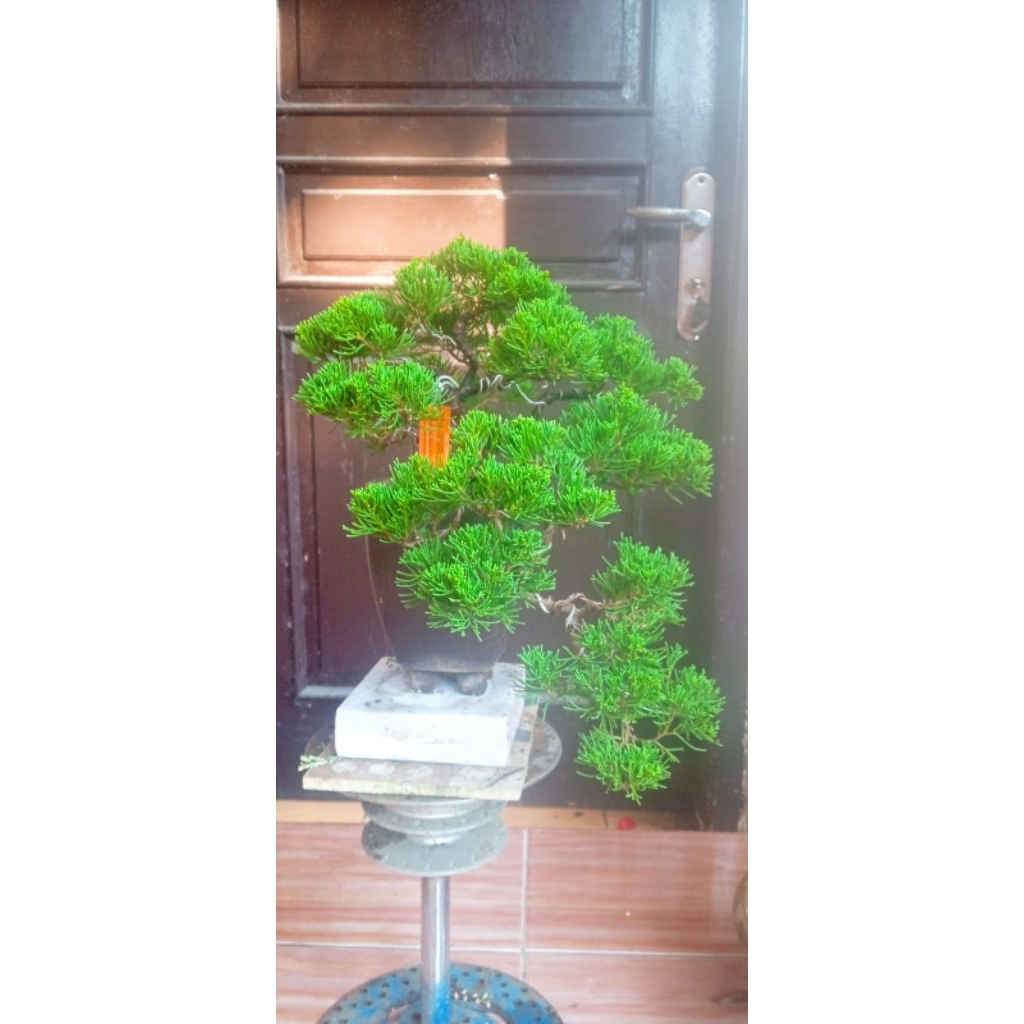 Bonsai Sinensis/Cinensis