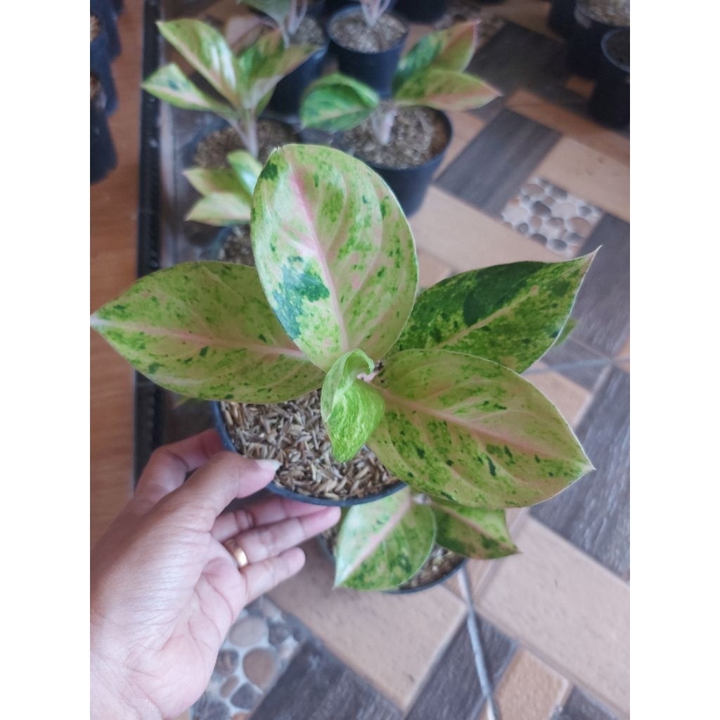 Aglonema Emerald Golden Semi Mutasi