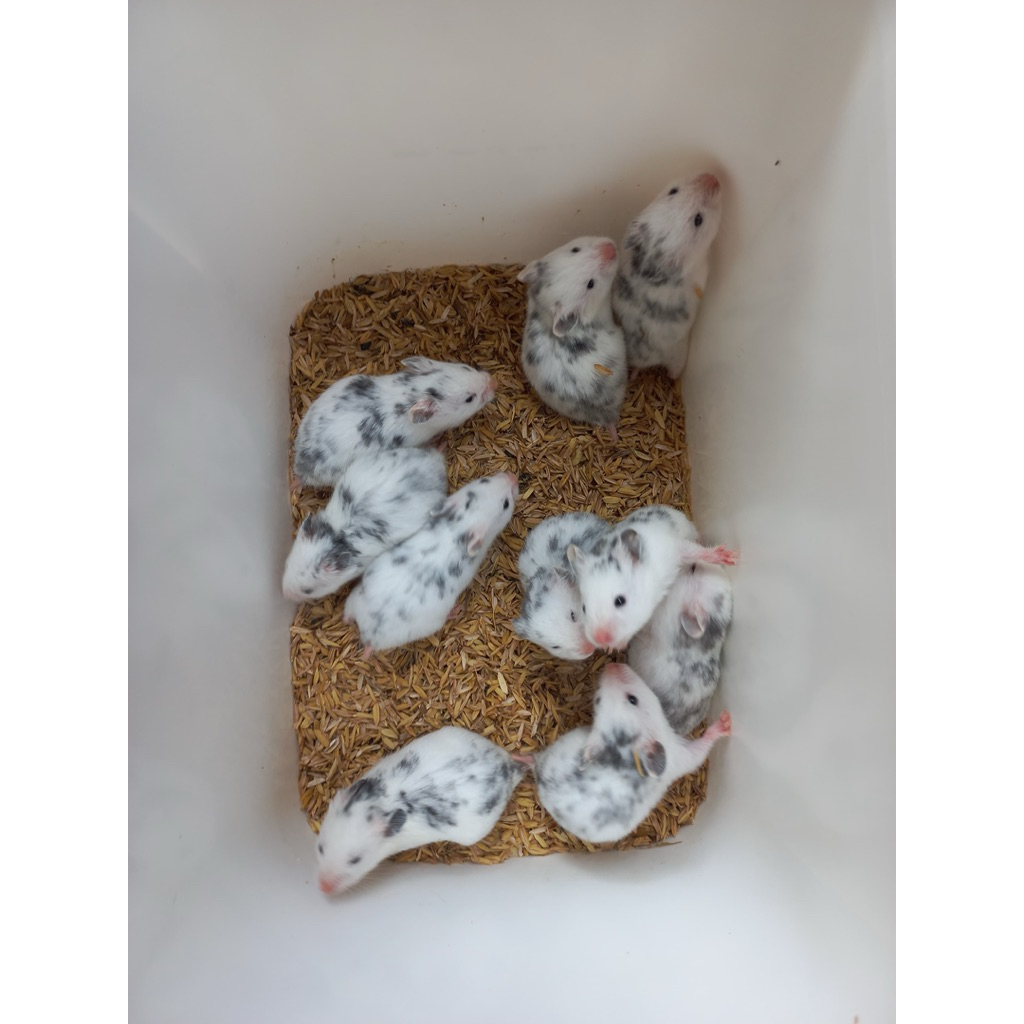 hamster syrian fujiyama