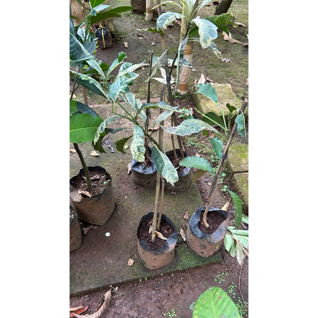 fresh cangkok mangga manalagi varigata