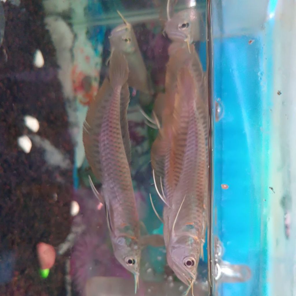ARWANA SILVER RED -+12CM SEHAT LINCAH
