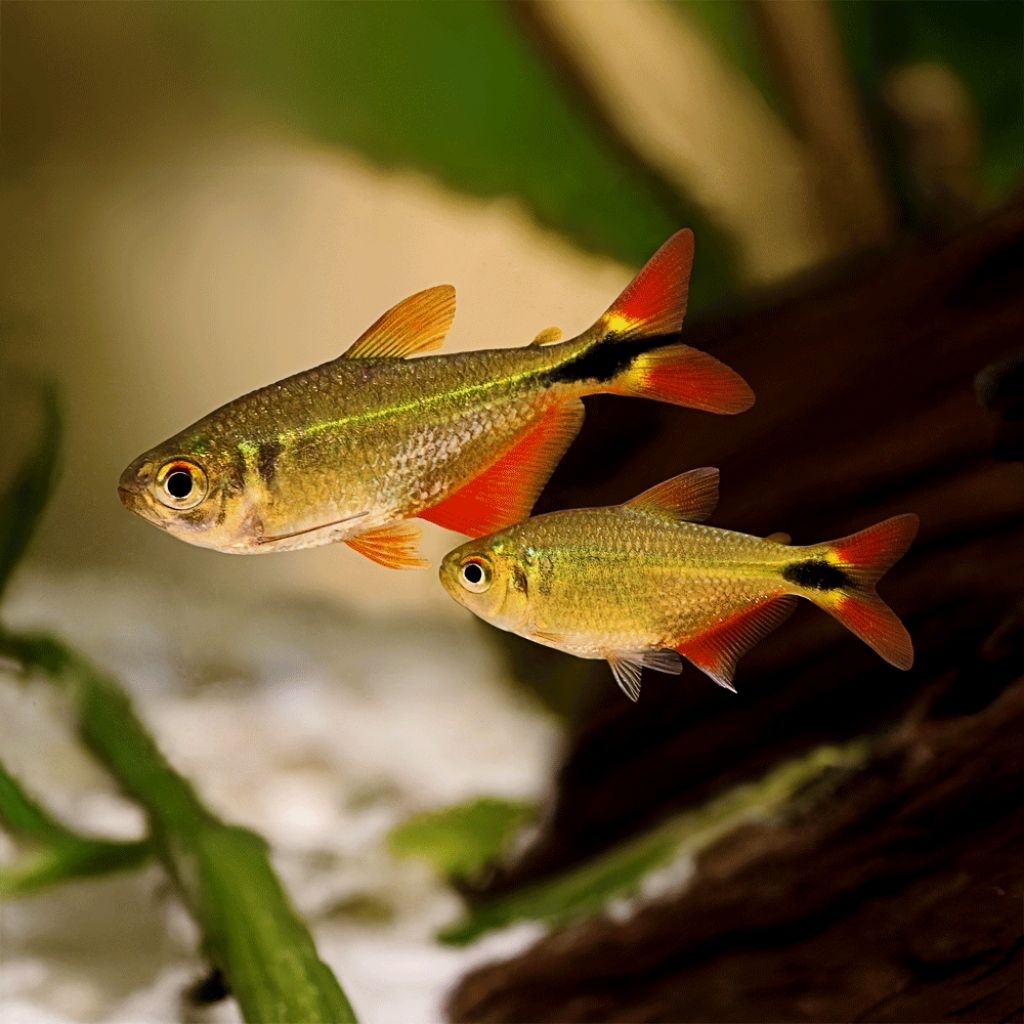 ikan Buenos aires Tetra ukuran indukan