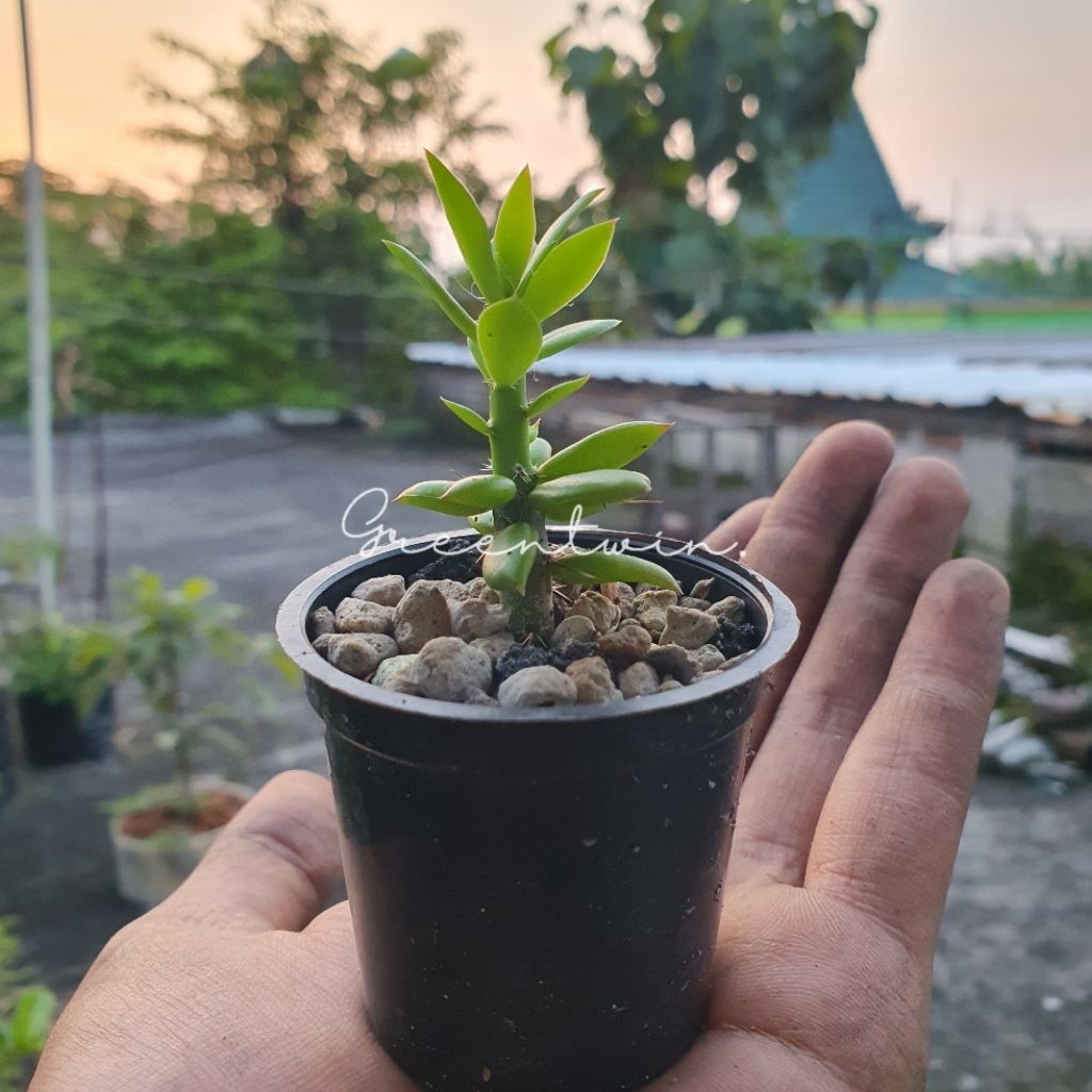 kaktus | pereskiopsis | rootstock