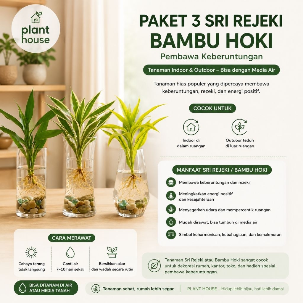 (PAKET 3 BAMBU HOKI) Paket 3 tanaman bambu hoki media air -tanaman keberuntungan - bambu hoki kuning