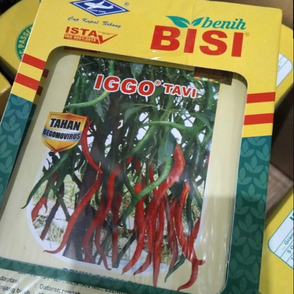 BIBIT BENIH CABE KERITING IGGO TAVI KEMASAN 20 GRAM CAP KAPAL TERBANG