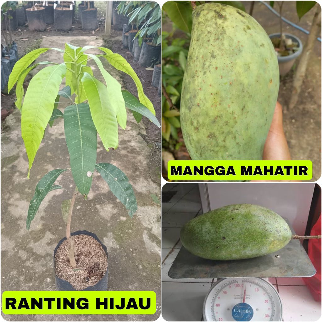 BIBIT BUAH MANGGA MAHATIR BUAH JUMBO