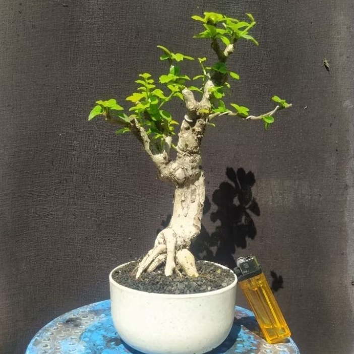 bonsai hokianti / hokiantea mame cakep realpic + potnya