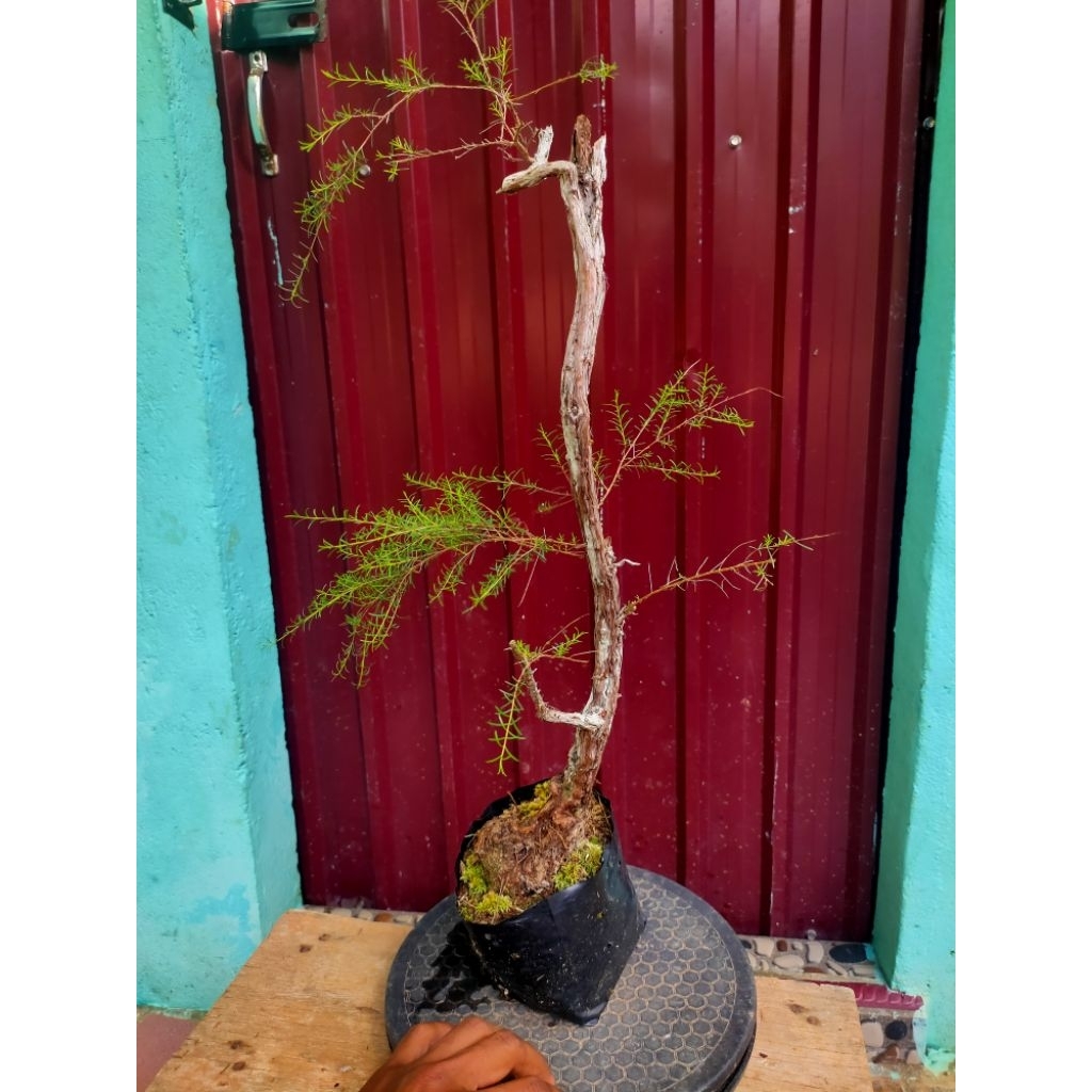 bahan bonsai CUCUR ATAP SAPU-SAPU