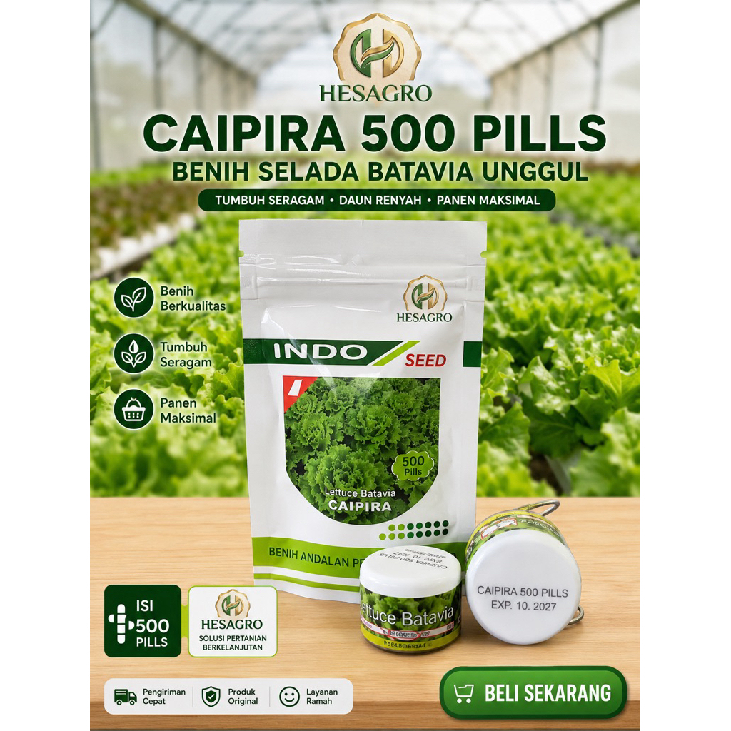Benih Selada Batavia Caipira 500 Pills | Benih Selada Berkualitas | Indo Seed