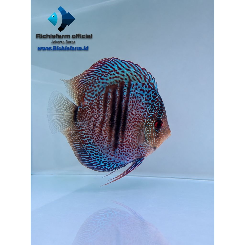 Discus Blue Torquise 4 inc