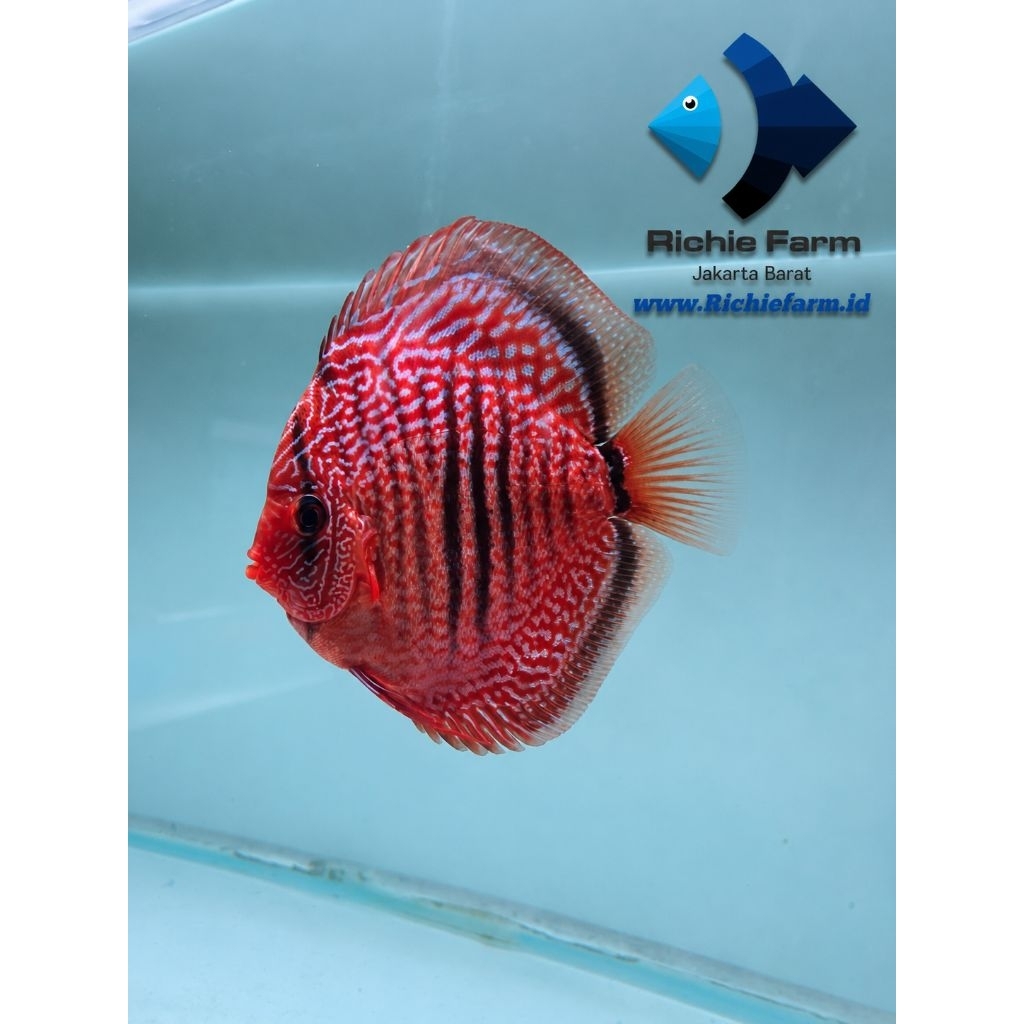 Discus LSS × Heckel 4 inc