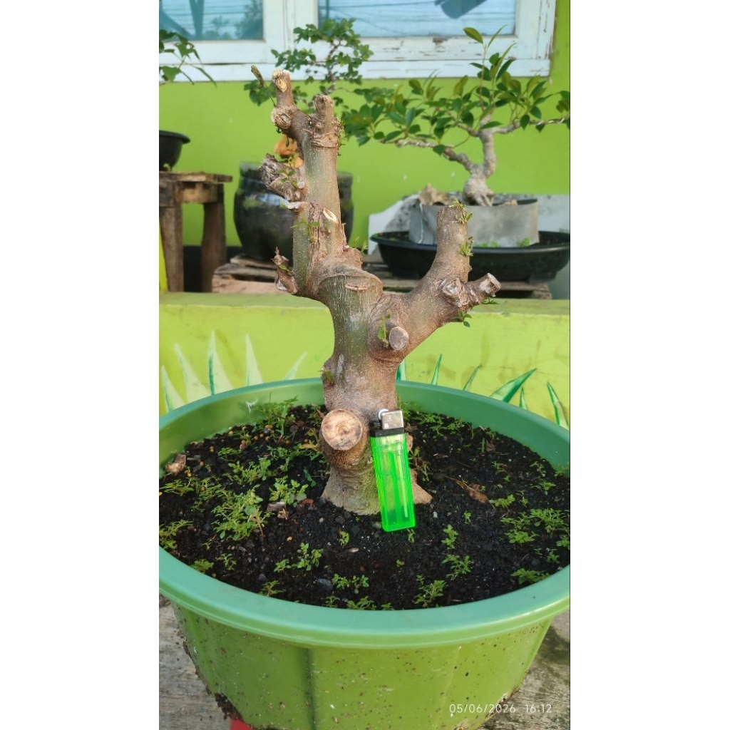 bonsai phusu bulu berkarakter
