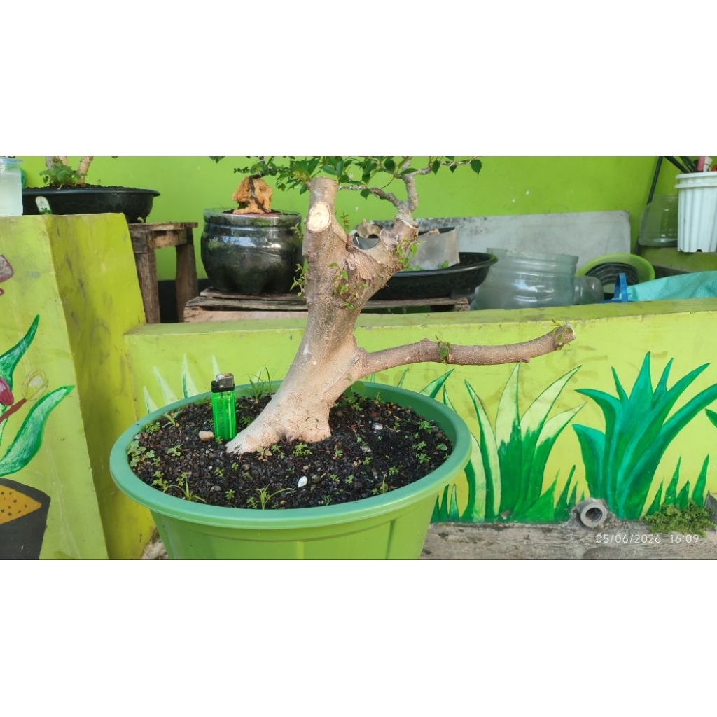 bonsai phusu bulu berkarakter