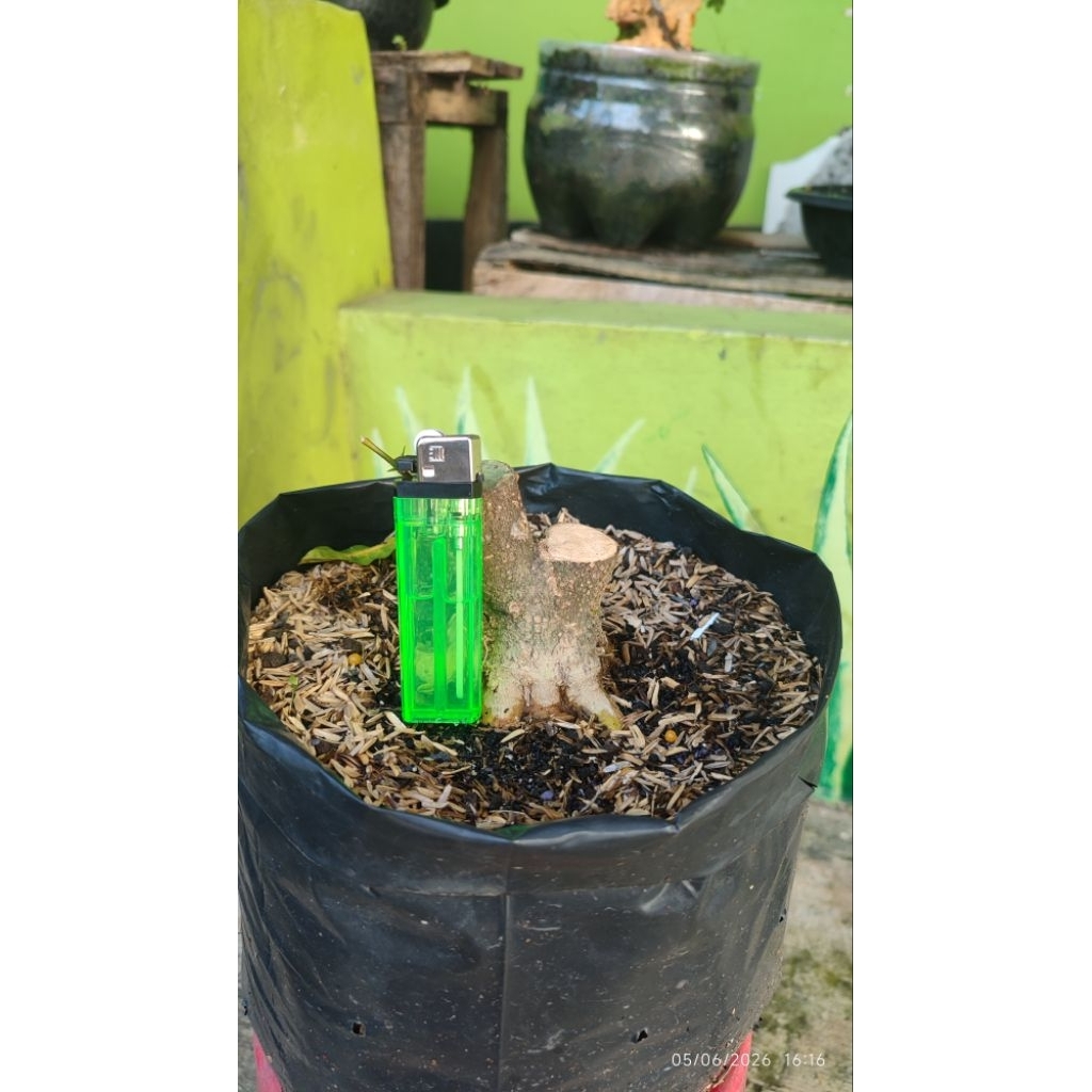 bonsai Anting putri prokar bogel
