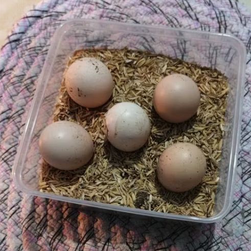 Telur Fertil Ayam KUB