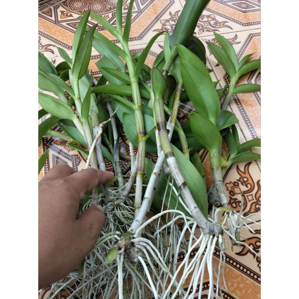 batang anggrek dendrobium beli 5 Gratis 2 Anggrek dendrobium