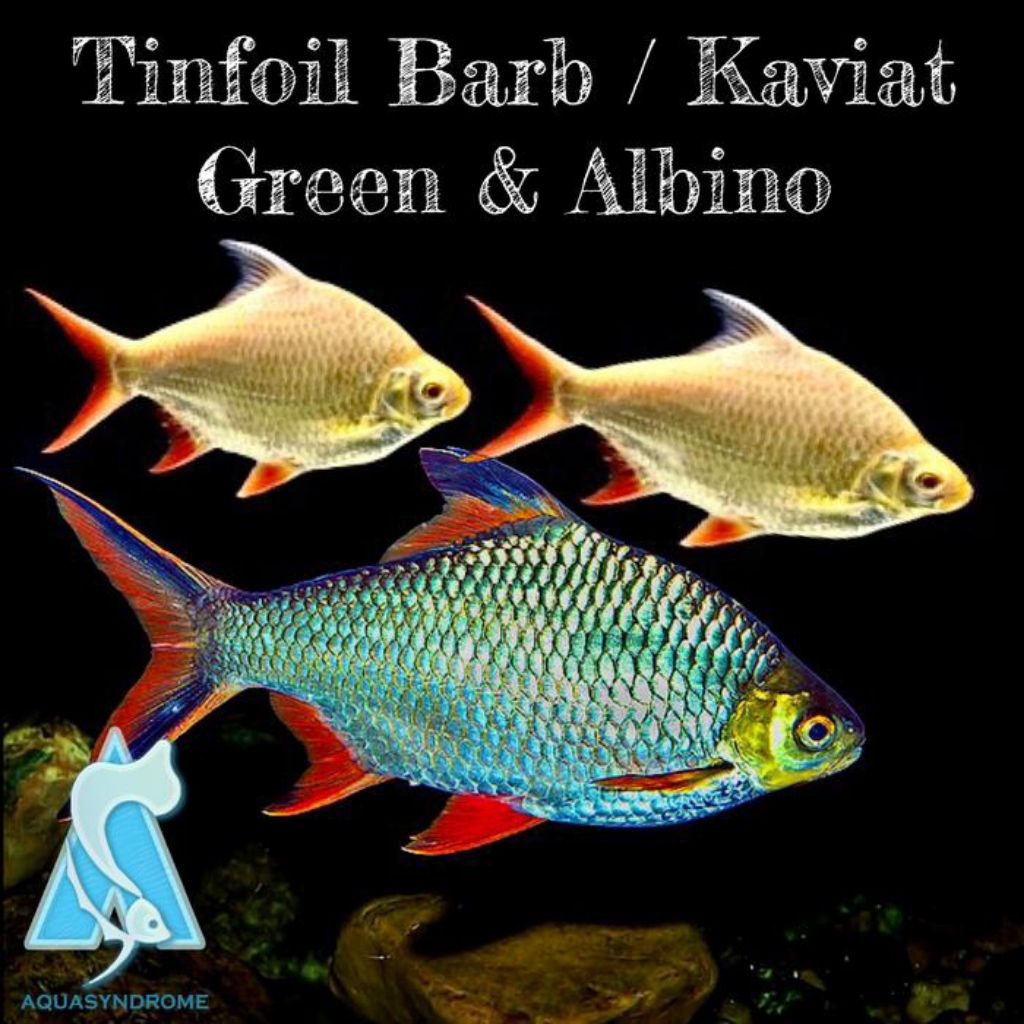 ikan hias kaviat tank mate size besar berbagai jenis slayer, albino dan hijau