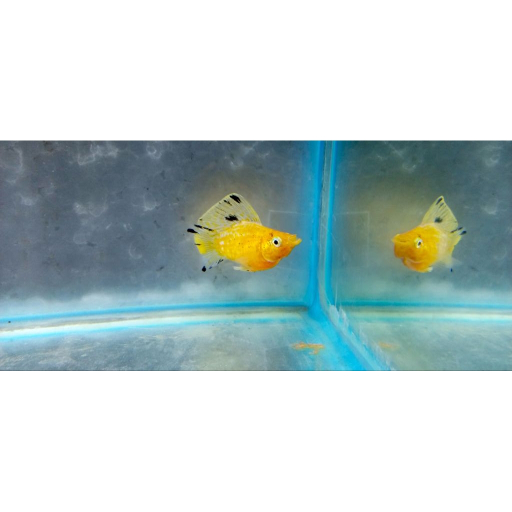 molly golden sailfin thailand jabrik kontes