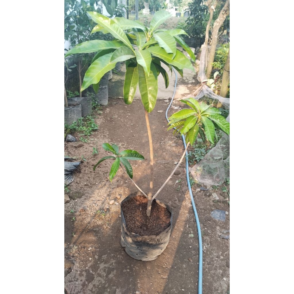 Indukan bibit sawo alkesa
