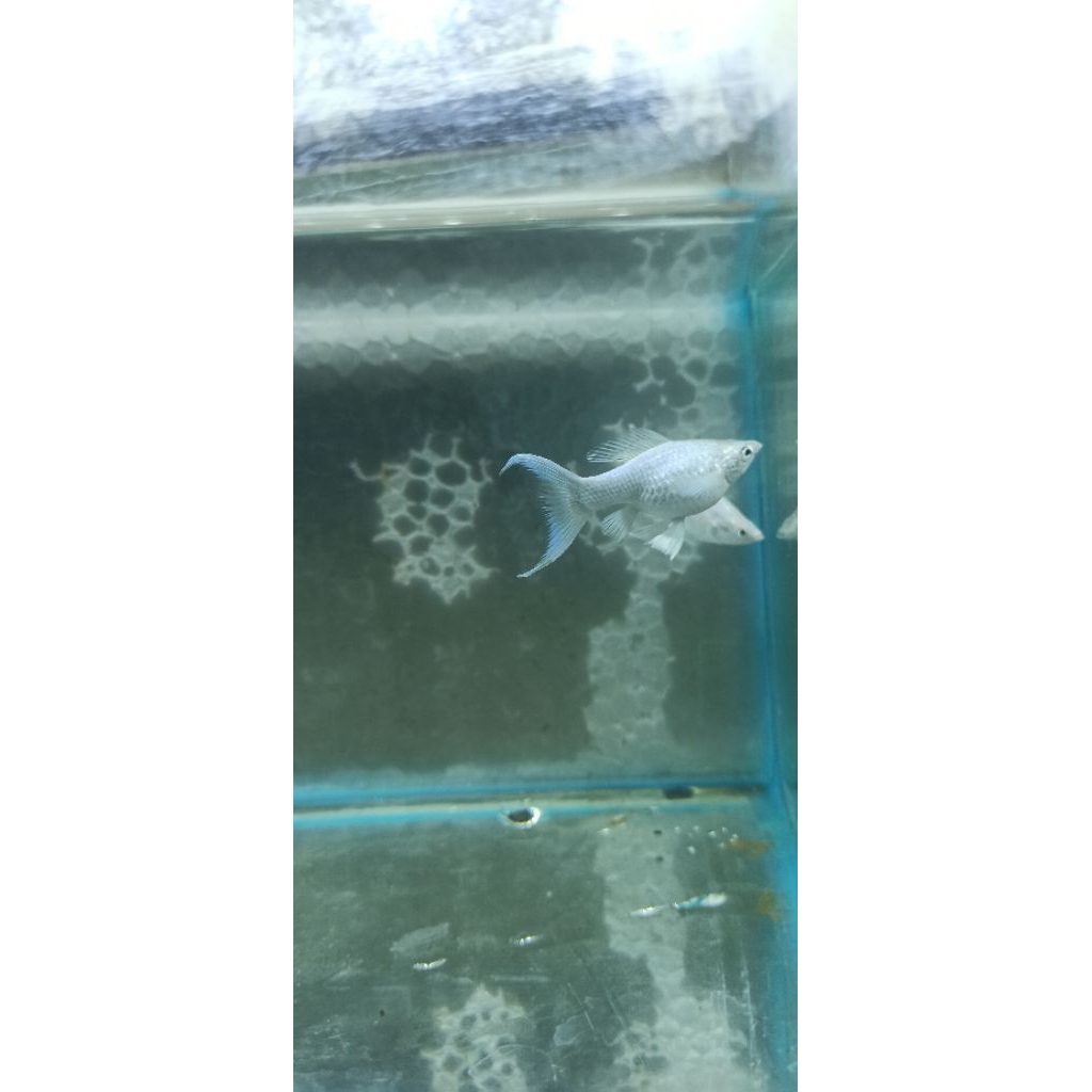 Ikan molly platinum Cawang panjang sepasang