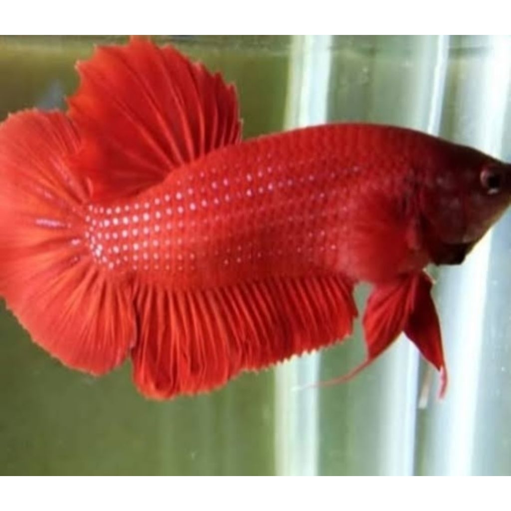 Hiasan Aquarium Cupang Plakat Super Red Grade Premium Size L (Free Packing)