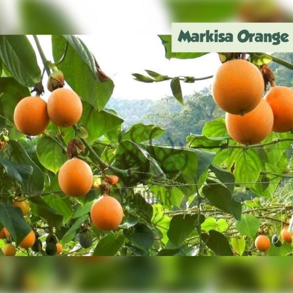 Bibit Tanaman Markisa Orange