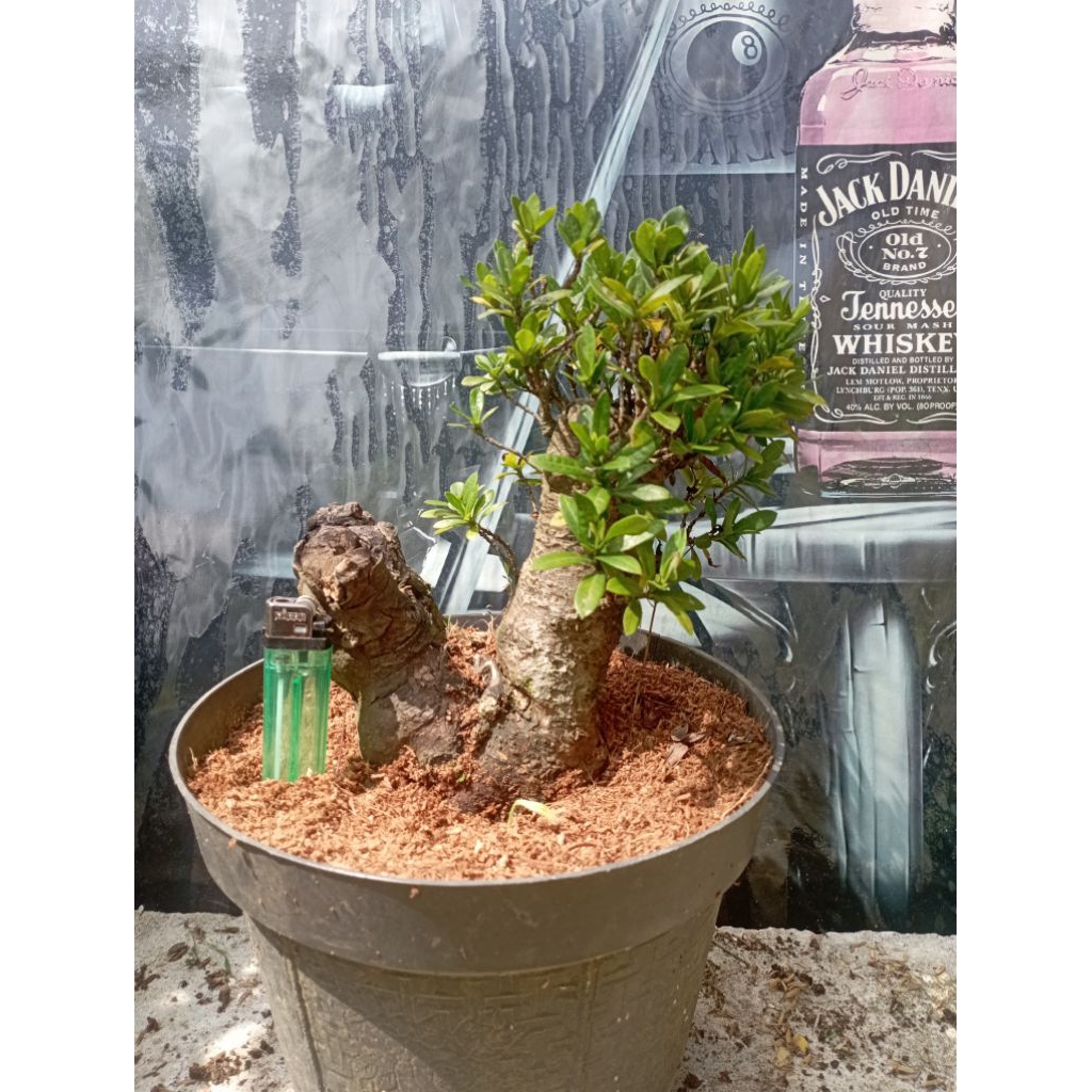 bonsai asoka