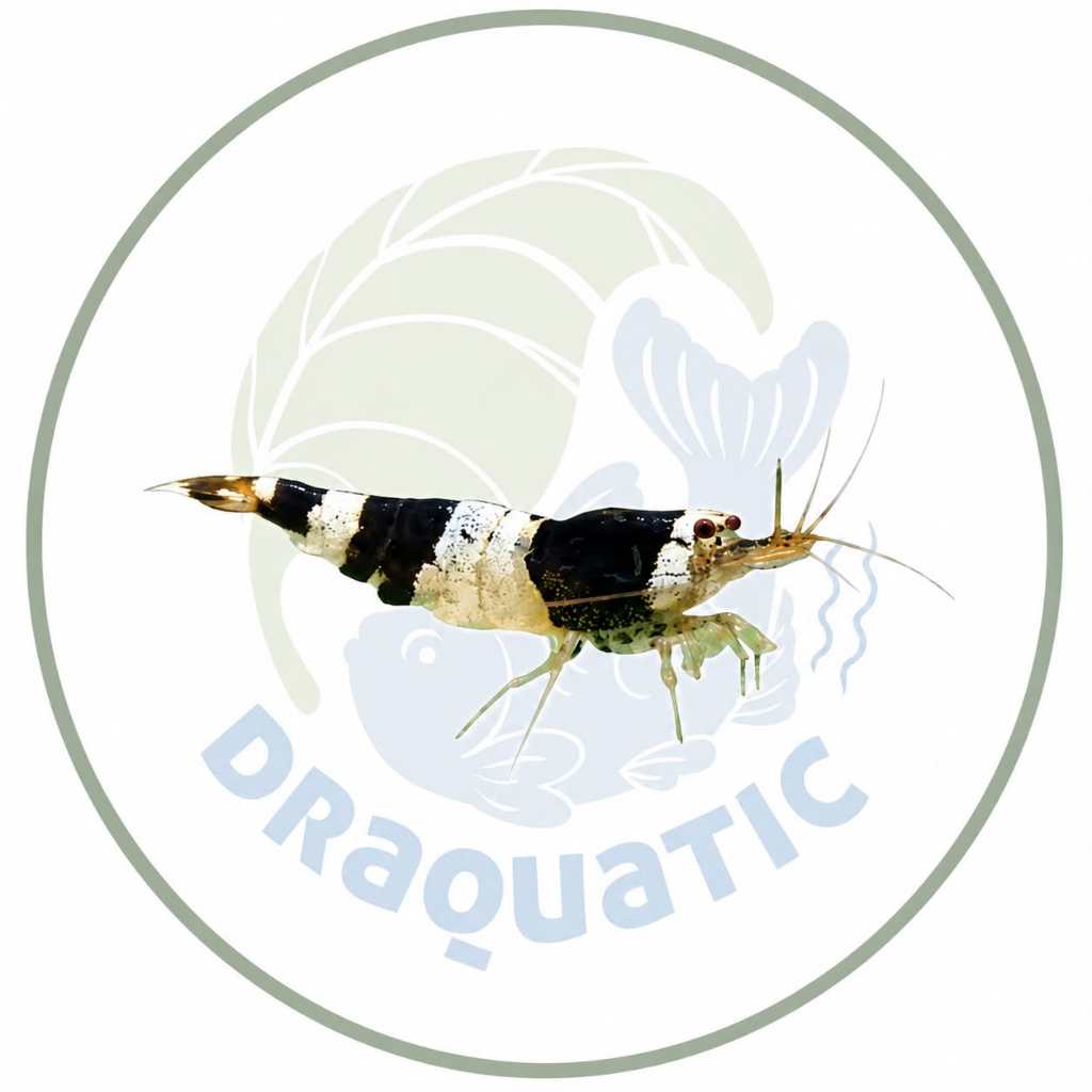 Udang hias Black Bee | Red Bee Aquarium Aquascape