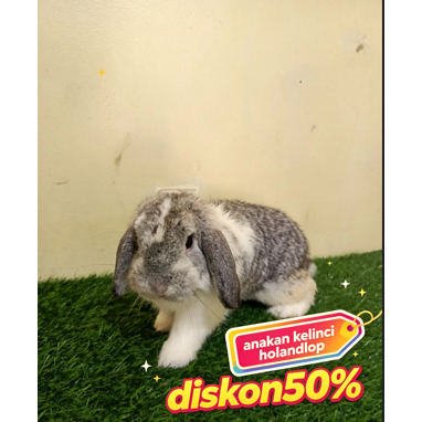 Kelinci Mini Kelinci Hias Holland lop (5)