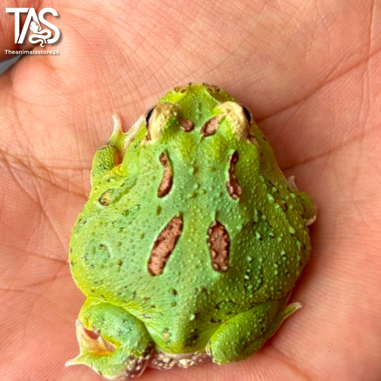 Pacman Frog Green 4 Spot  Pattern
