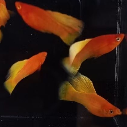 hiasan platy sunrise hifin