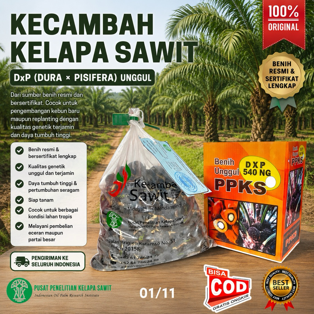 KECAMBAH SAWIT UNGGUL PPKS MEDAN SUPER UNGGUL