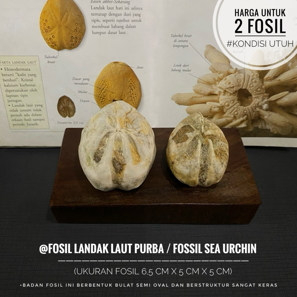 Fosil Landak Laut Purba B26 atau Fossil Sea Urchin atau Fosil Awar Awar atau Fosil Bintang Laut atau