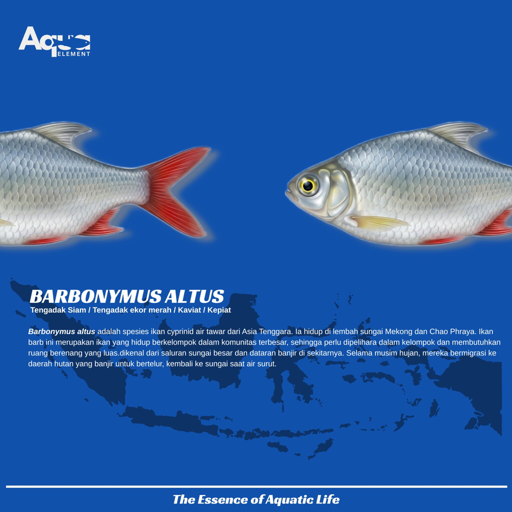 Barbonymus Altus | Kaviat Hijau